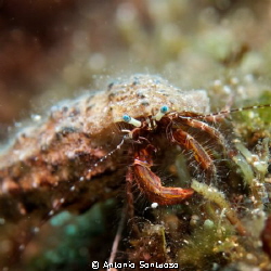 Little hermit crab by Antonio Sontuoso 
